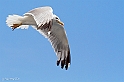 Gabbiano in volo a Sant_Antioco - (IMG_9904_3rid)